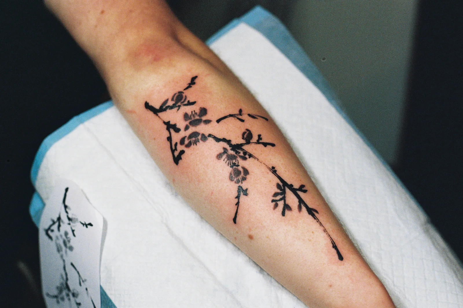 Plum blossom — forearm — 2026, Image 5