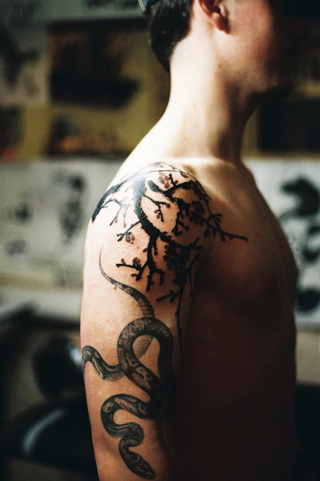 Plum blossom — shoulder — 2026, Image 5