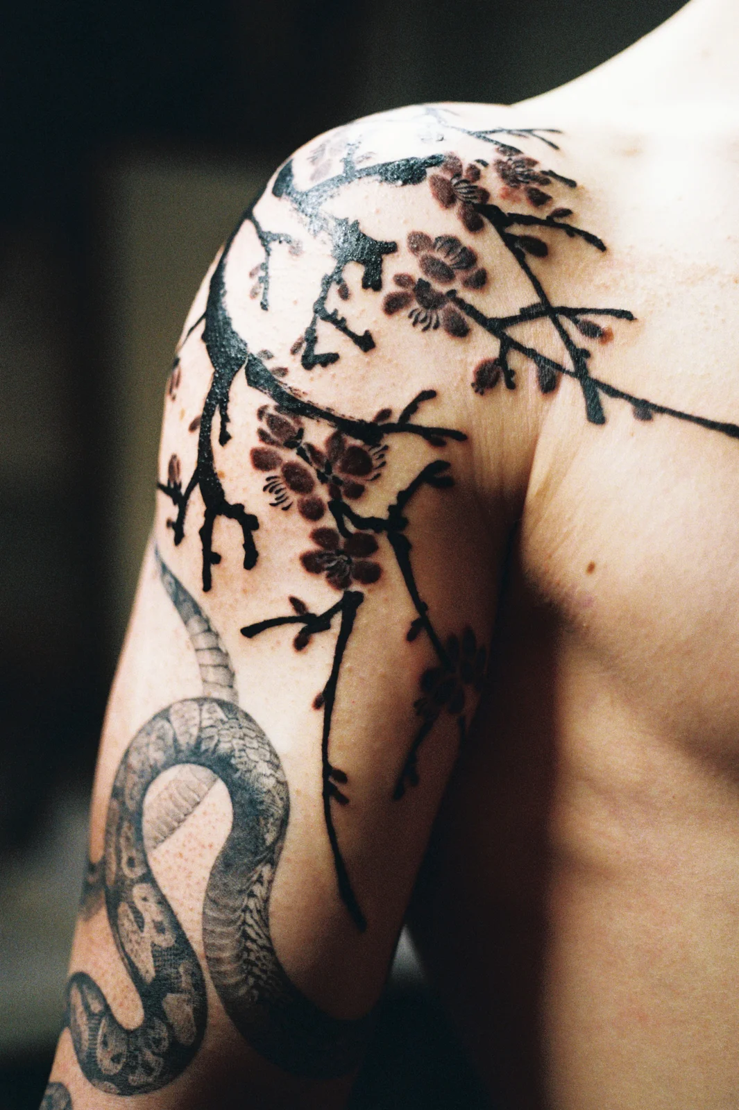 Plum blossom — shoulder — 2026, Image 12
