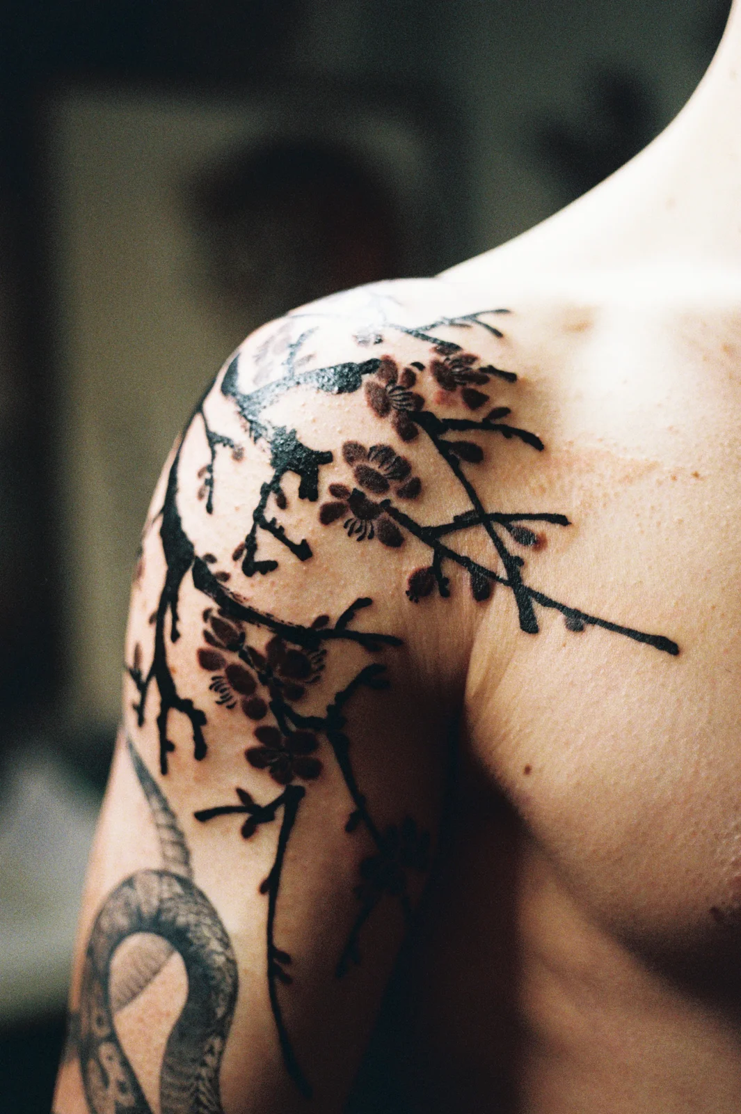 Plum blossom — shoulder — 2026, Image 10