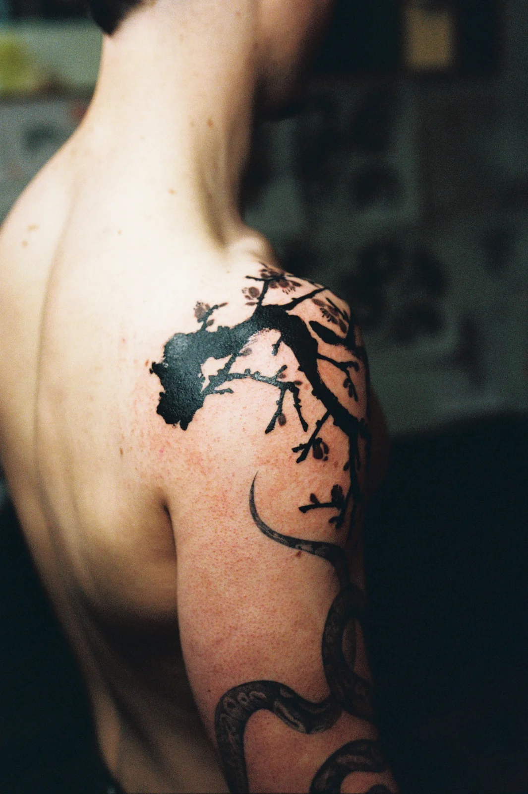 Plum blossom — shoulder — 2026, Image 6