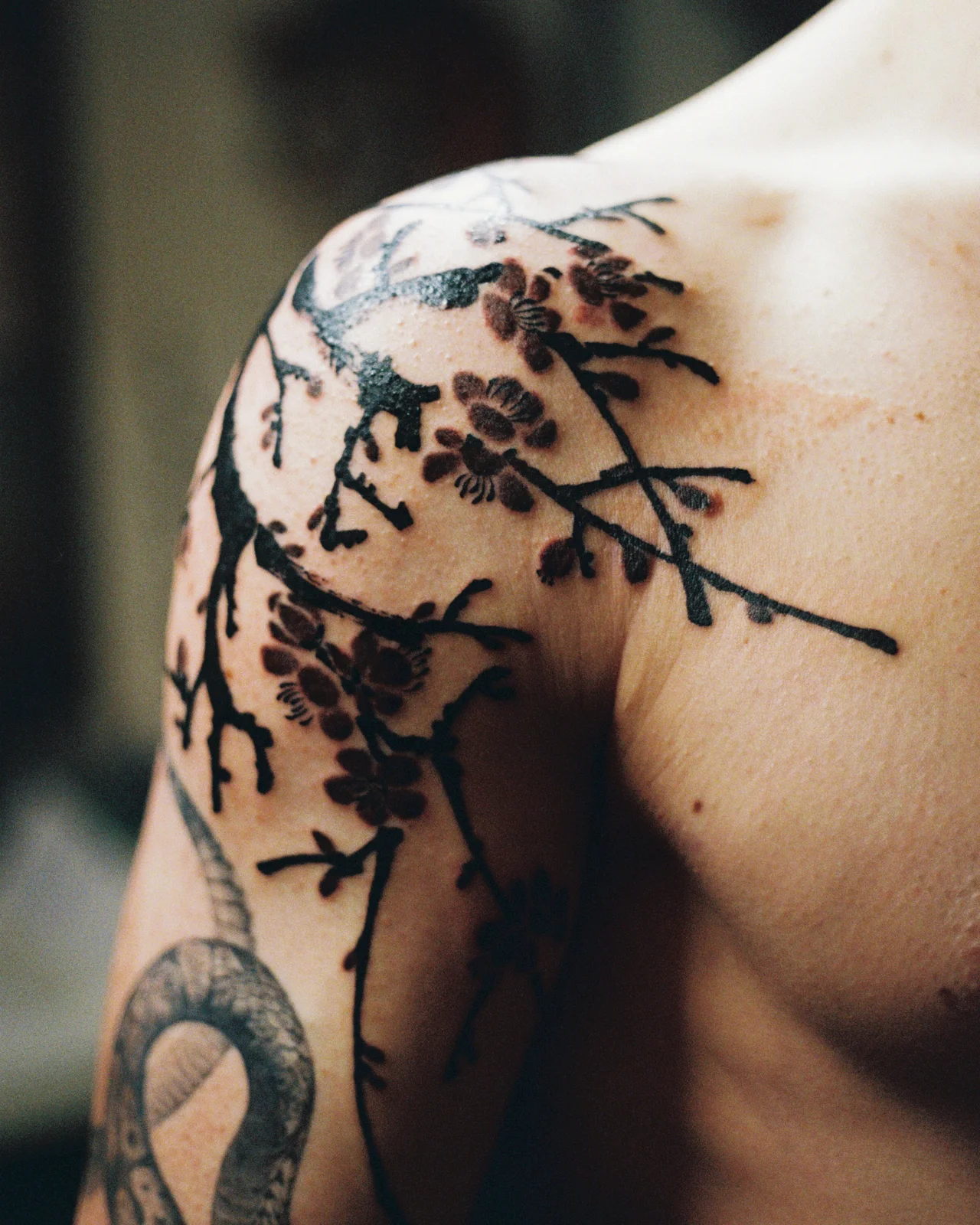 Plum blossom — shoulder — 2026, Image 11