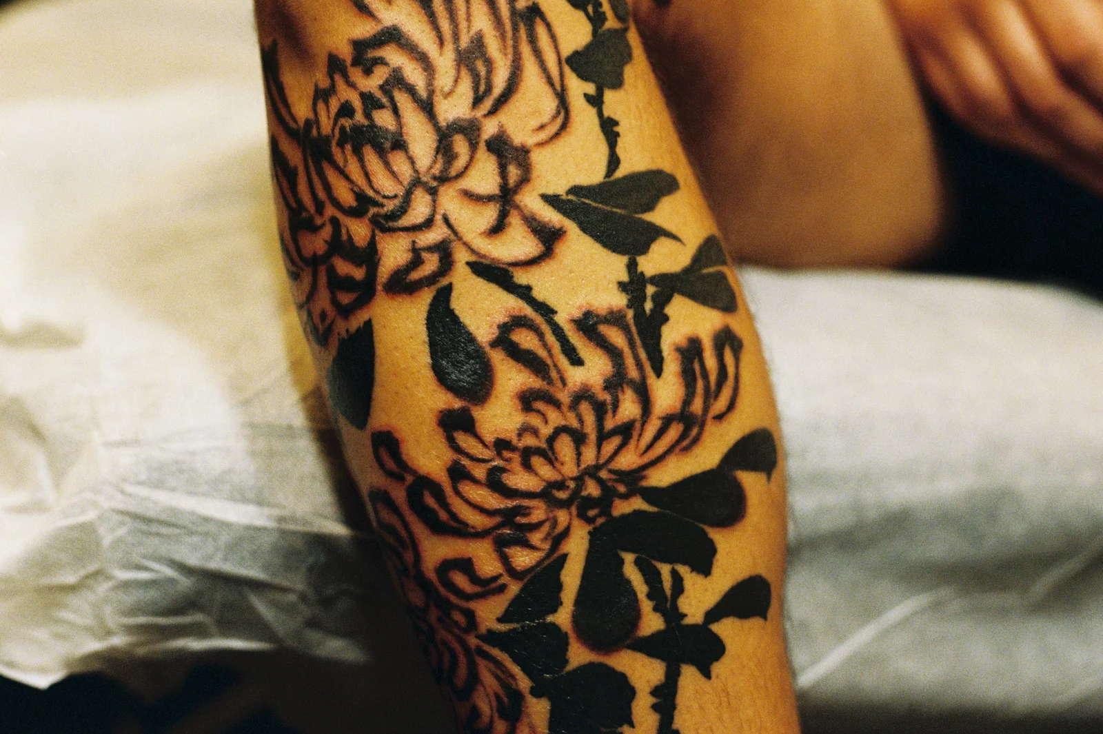 Chrysanthemum — leg — 2025, Image 37